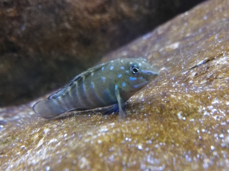 Tanganicodus irsacae 'Kalya'